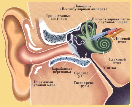 Лечение шума в ушах