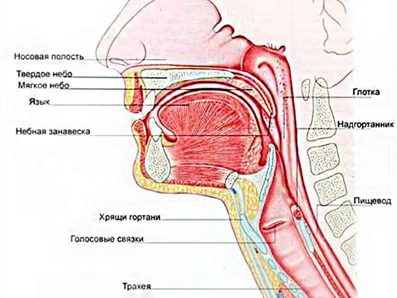 Анатомия бронхолегочной системы и системы ЛОР-органов
