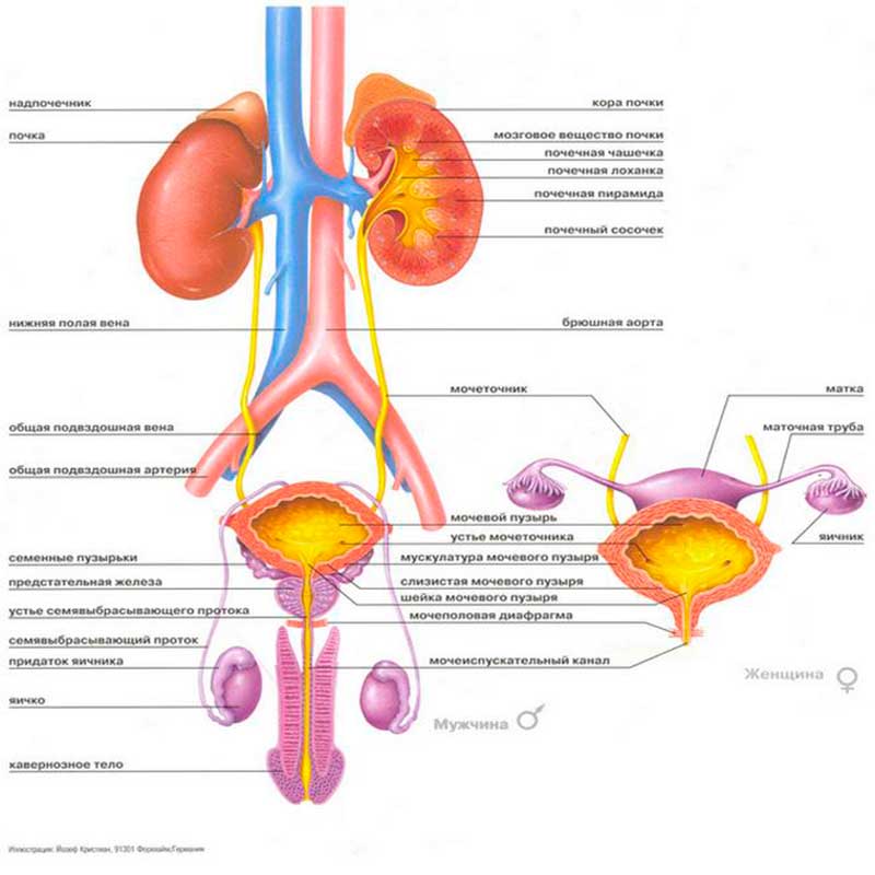 Анатомия мочеполовой системы