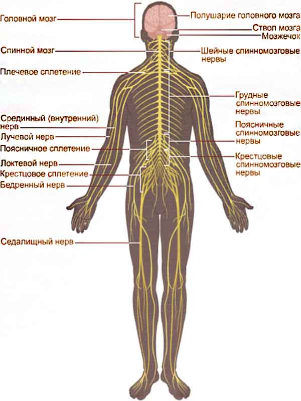 Анатомия нервной системы